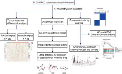 m6A RNA Methylation Regulators Impact Prognosis and Tumor Microenvironment in Renal Papillary Cell Carcinoma